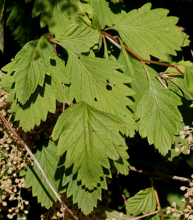 Image of Holodiscus discolor specimen.