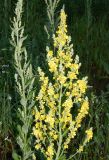 Verbascum lychnitis