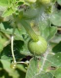 Смотреть изображение Citrullus lanatus подвид vulgaris