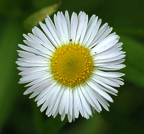 Image of Erigeron annuus specimen.