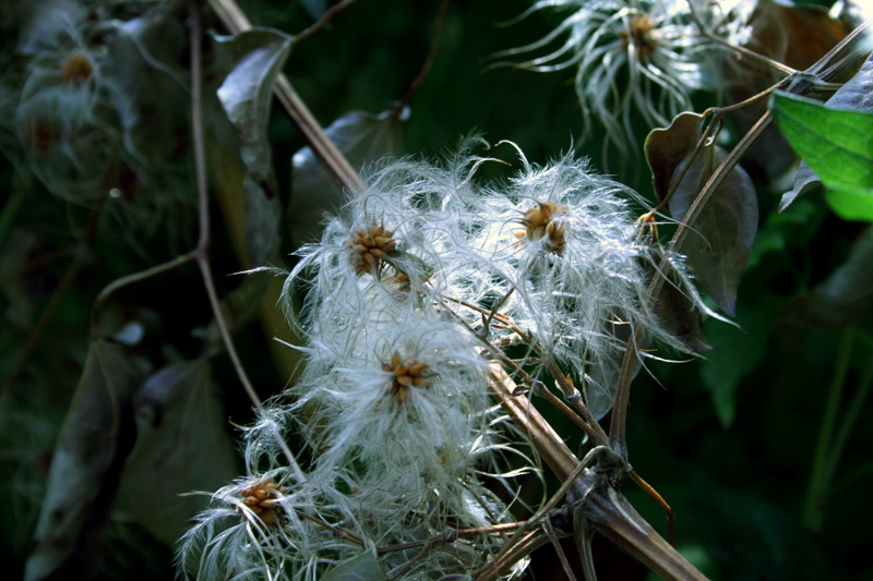 Изображение особи Clematis vitalba.