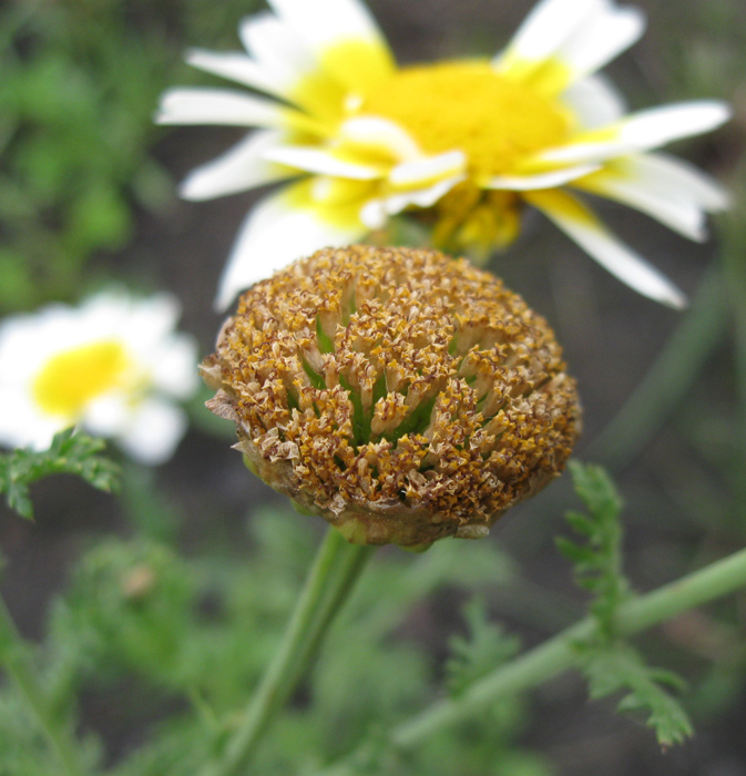 Изображение особи Glebionis coronaria.