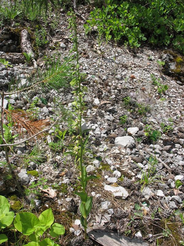 Изображение особи Epipactis helleborine.