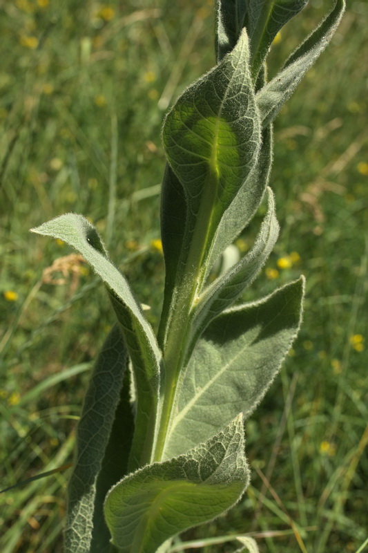 Image of Verbascum densiflorum specimen.