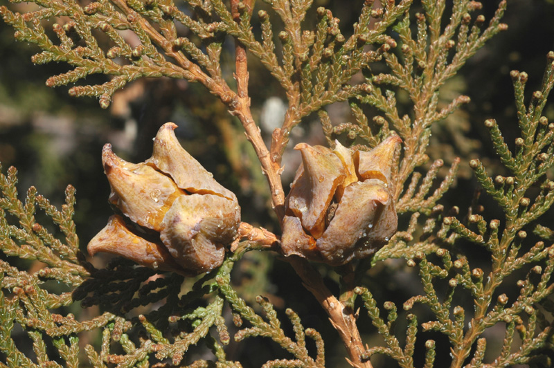 Image of Platycladus orientalis specimen.