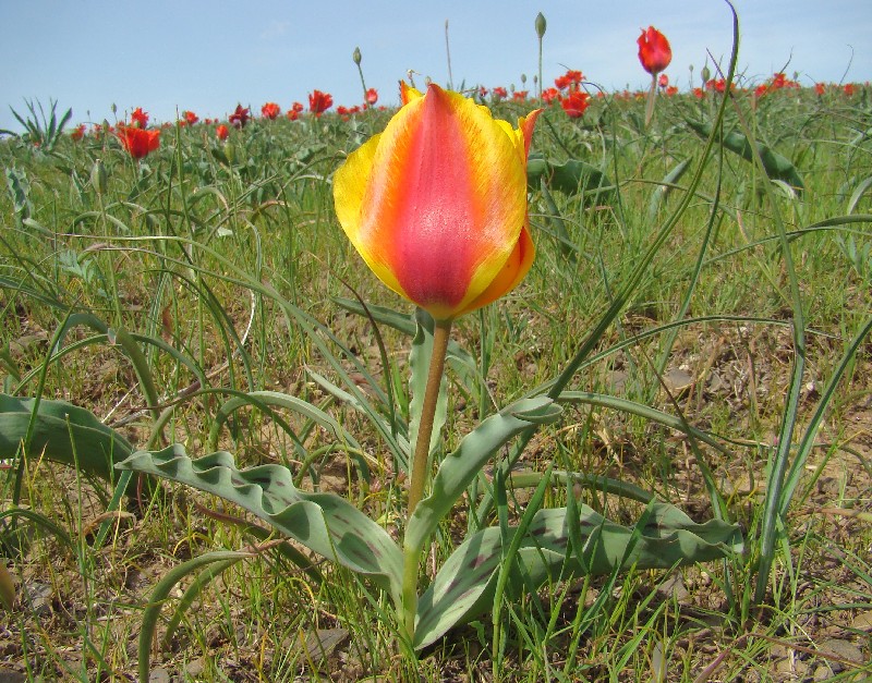 Изображение особи Tulipa greigii.