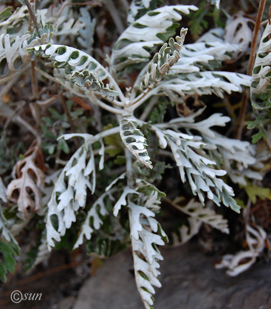 Image of Senecio cineraria specimen.