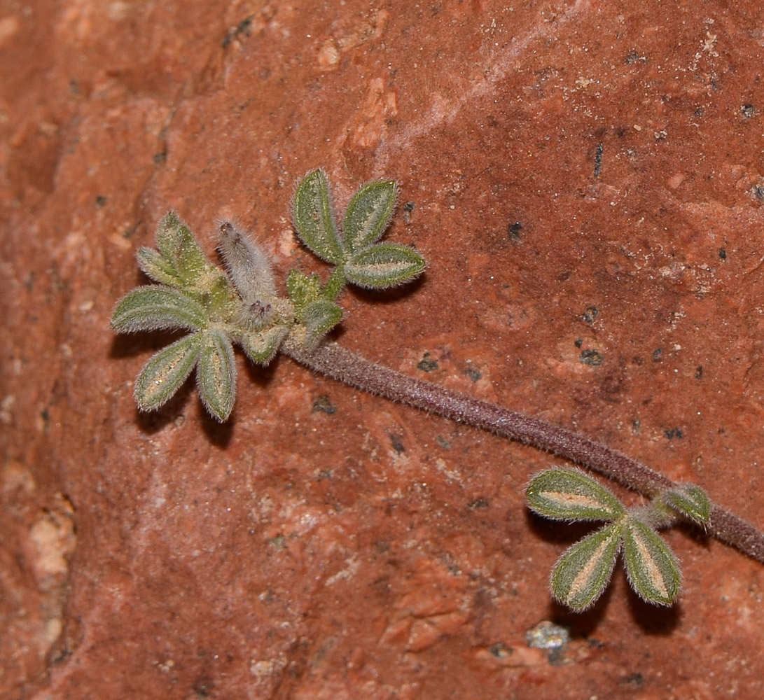 Image of Lotononis platycarpa specimen.