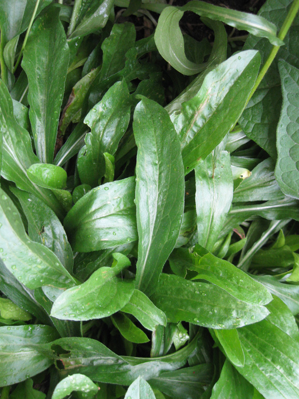 Image of Erigeron speciosus specimen.