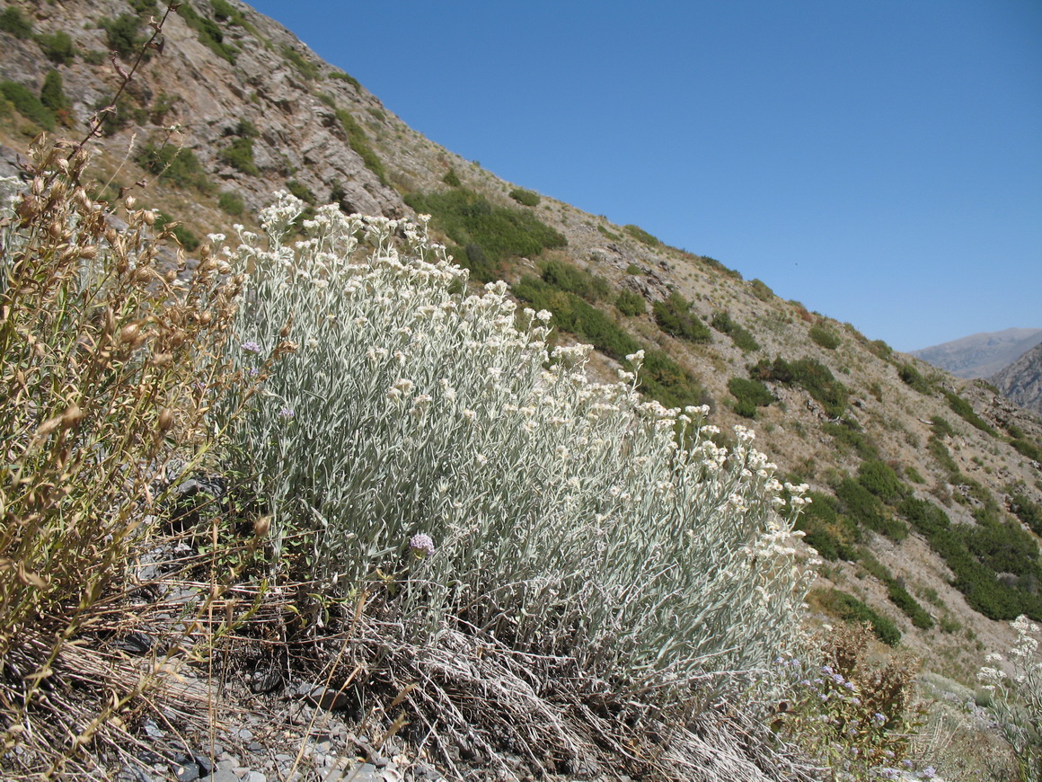 Image of Anaphalis velutina specimen.