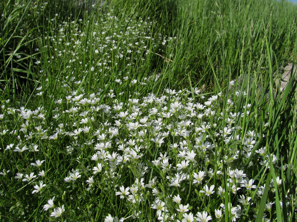 Image of genus Cerastium specimen.