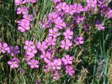 Dianthus versicolor. Цветки. Иркутская обл., Иркутский р-н, окр. с. Смоленщина, луг. 24.07.2014.