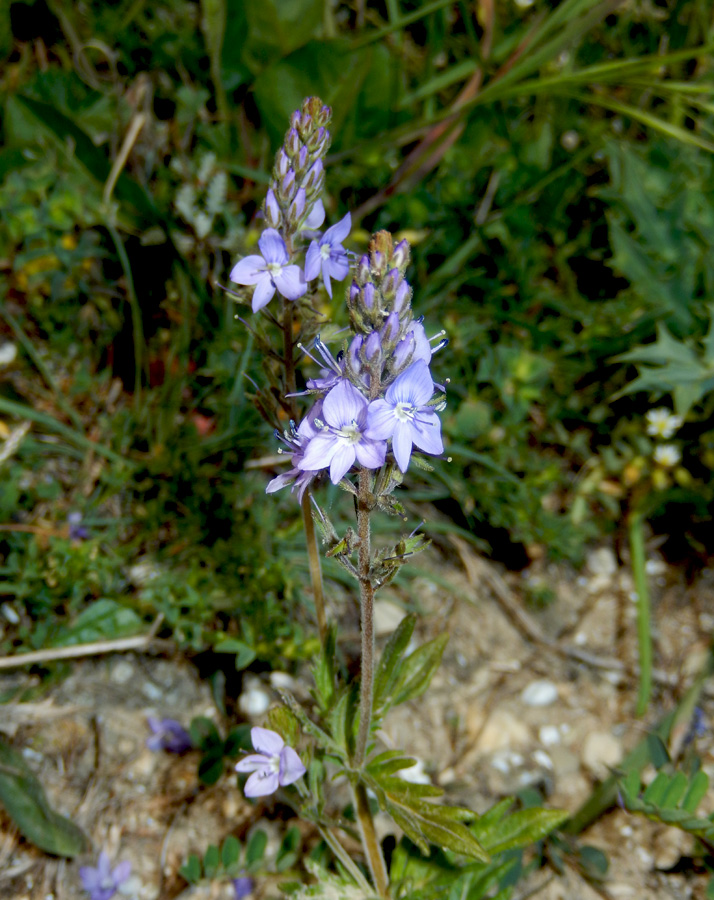 Image of Veronica jacquinii specimen.