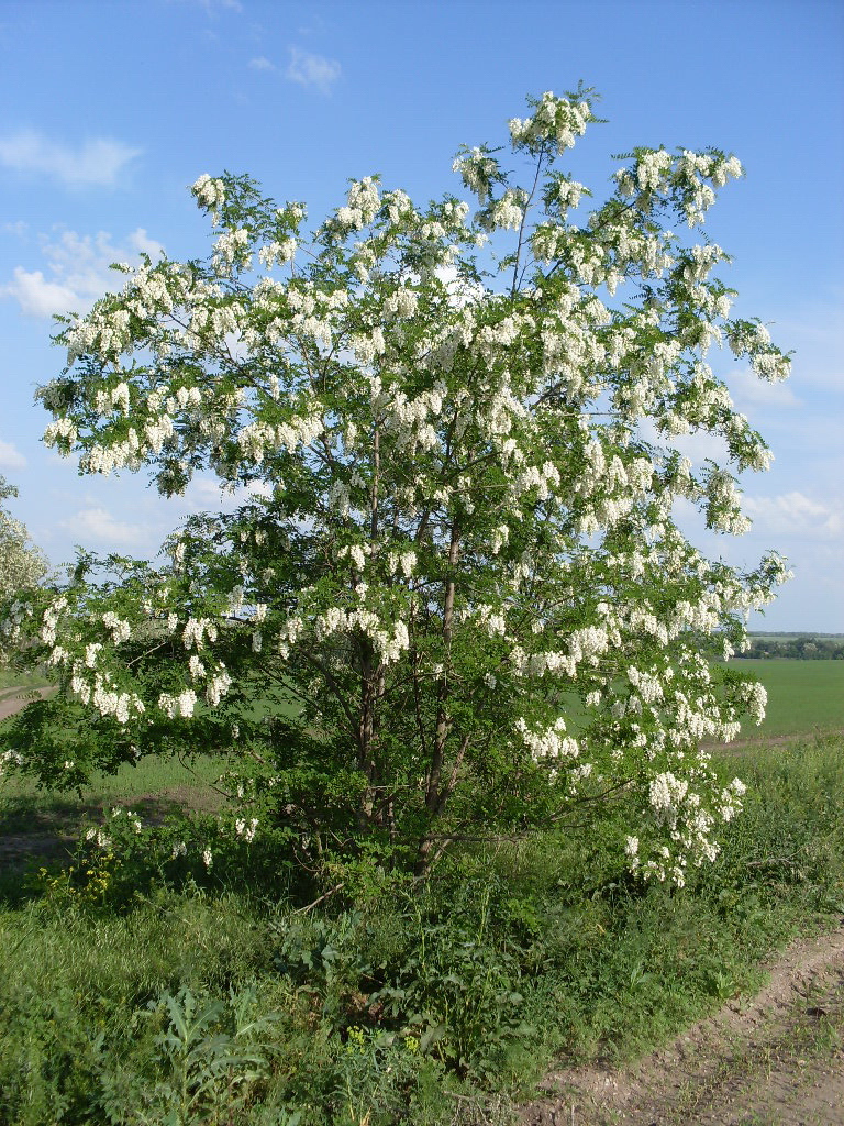 Image of Robinia pseudoacacia specimen.