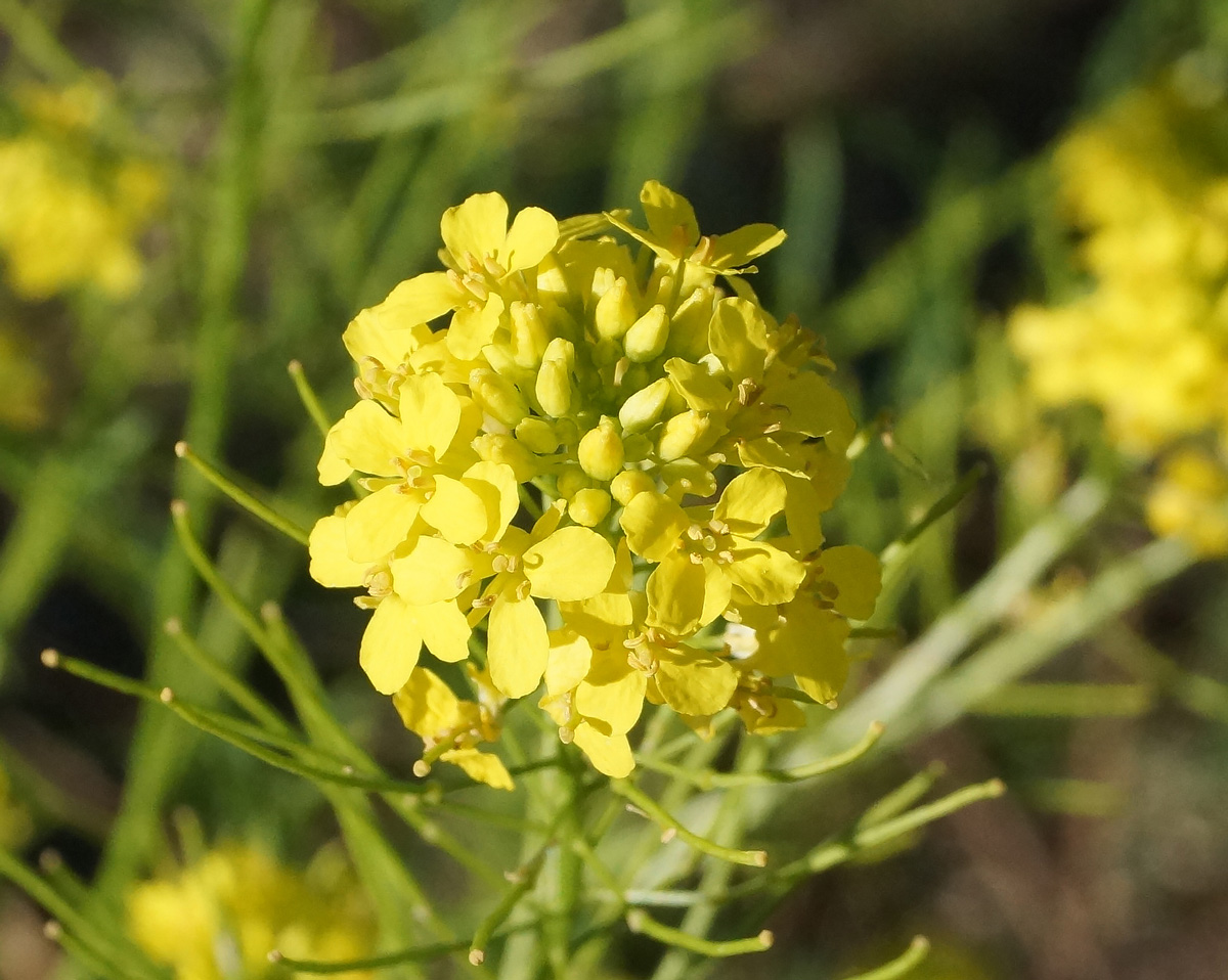 Image of Sisymbrium loeselii specimen.