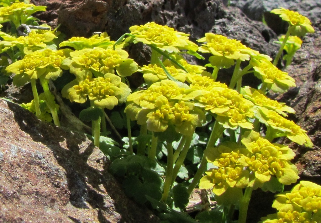 Image of Chrysosplenium sibiricum specimen.