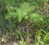 Pteridium pinetorum subspecies sibiricum. Спороносящее растение. Иркутская обл., окр. Ершовского залива Иркутского вдхр. 13.08.2015.