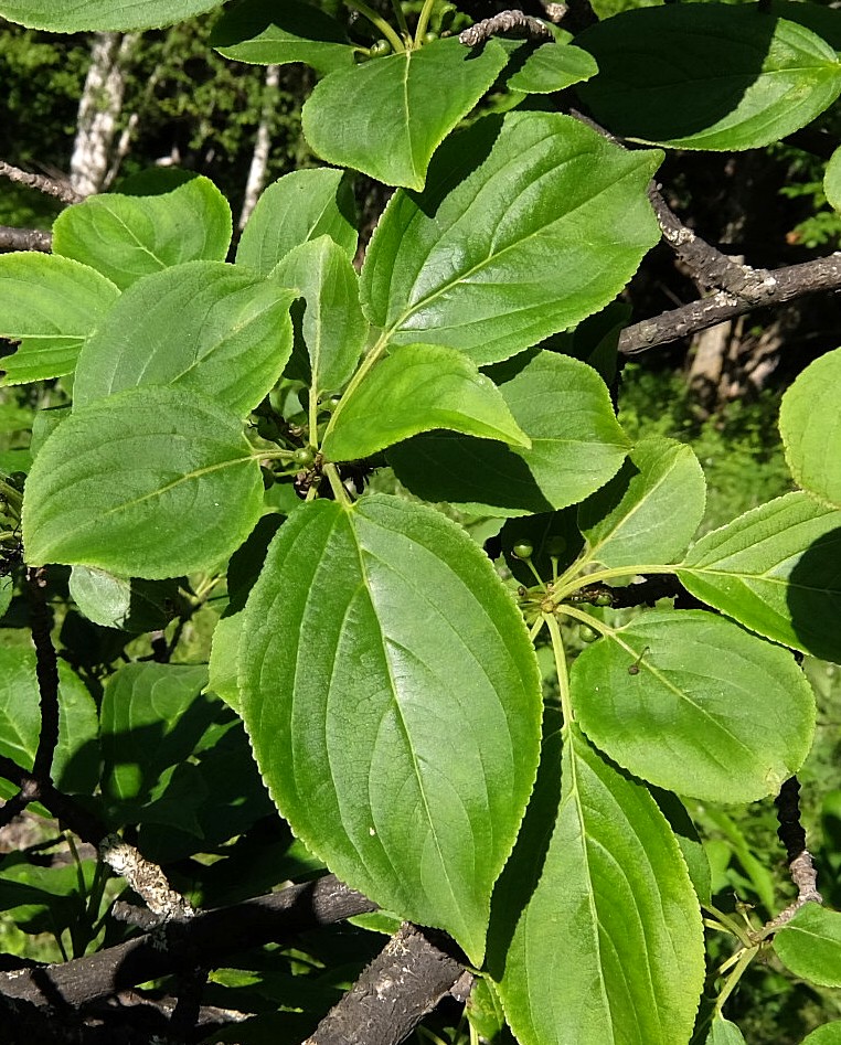 Image of Rhamnus davurica specimen.