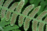 Lunathyrium henryi