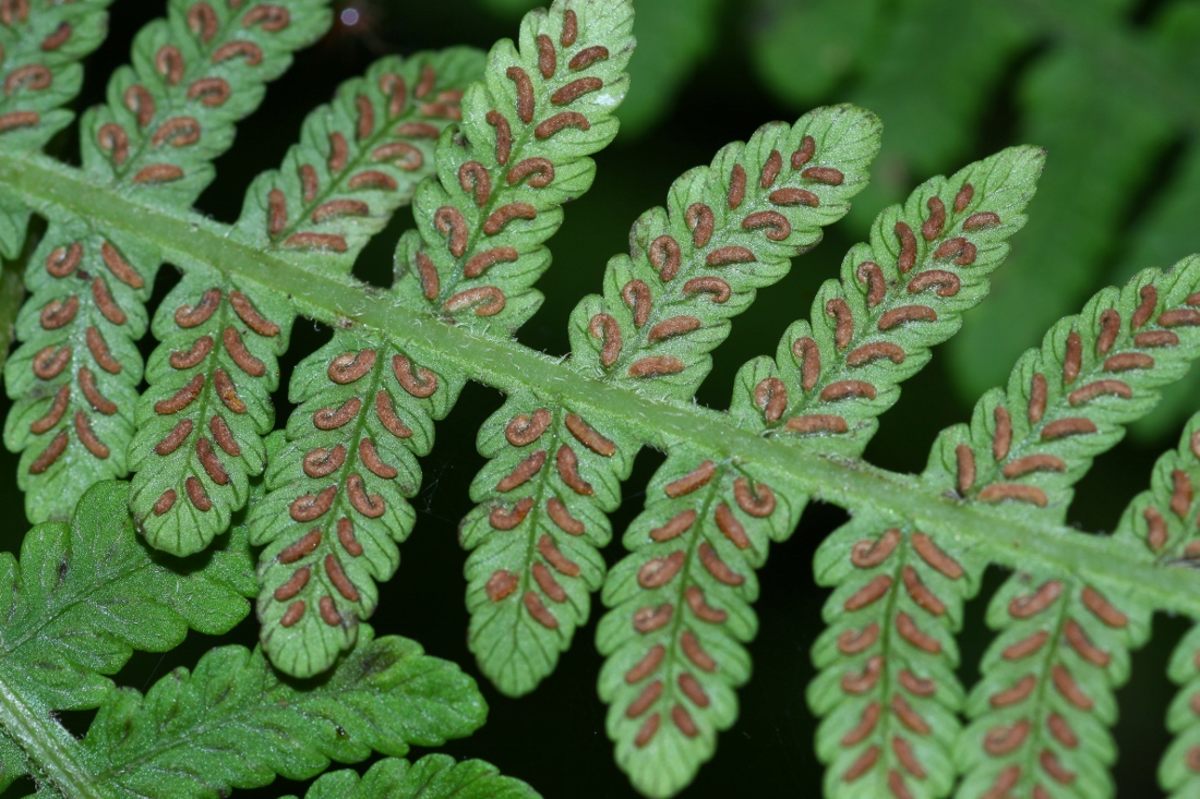 Image of Lunathyrium henryi specimen.