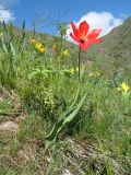 Tulipa zenaidae