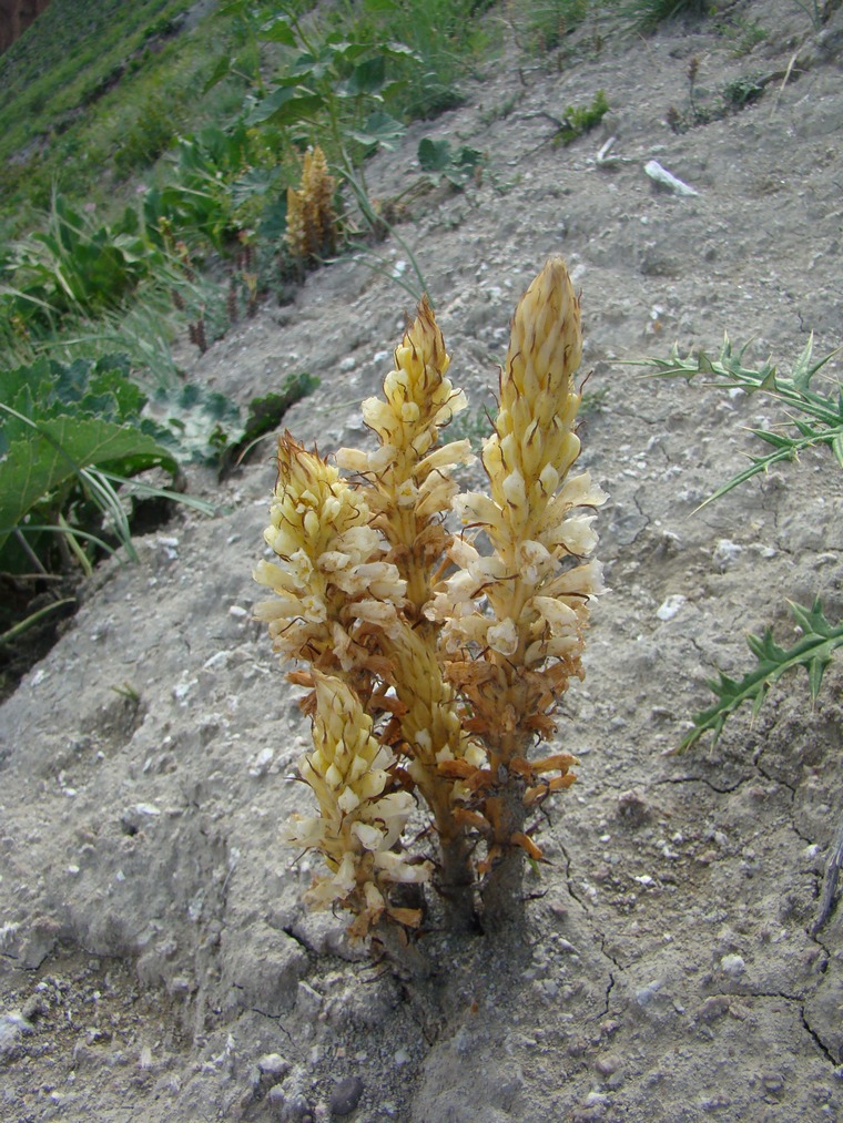 Image of Orobanche sulphurea specimen.