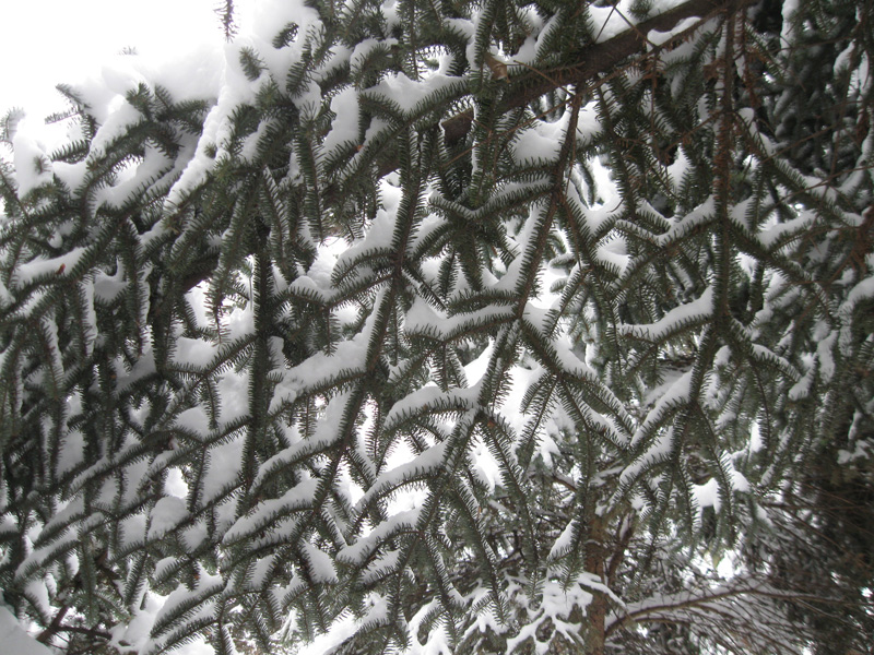 Image of Abies numidica specimen.