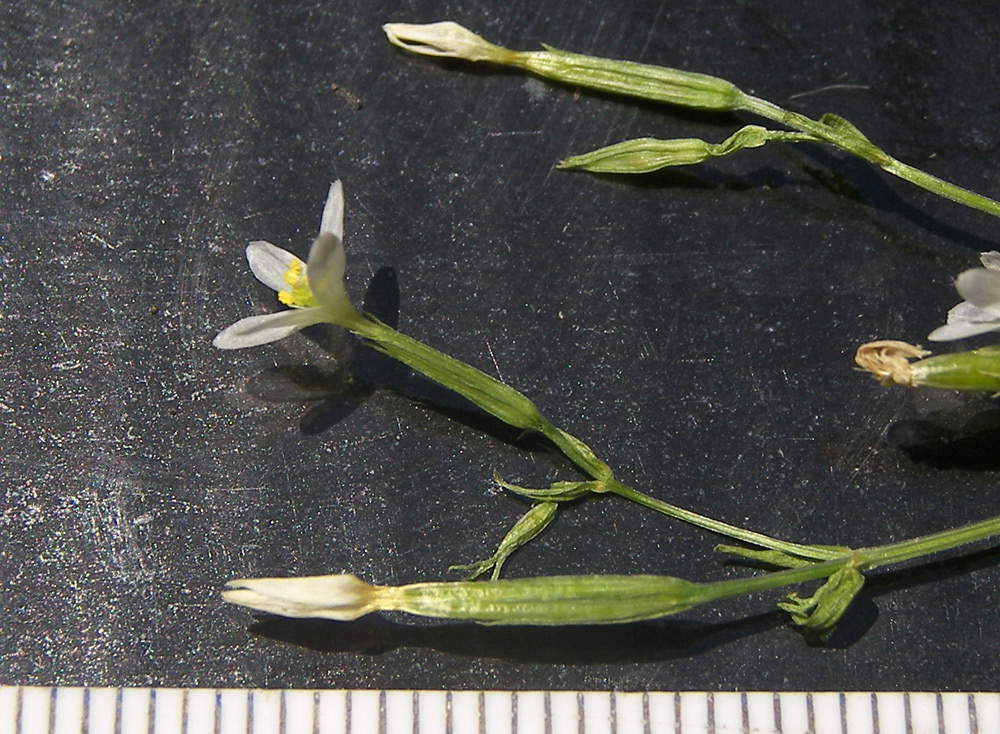 Image of Centaurium meyeri specimen.