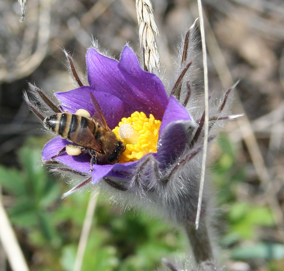 Image of Pulsatilla multifida specimen.