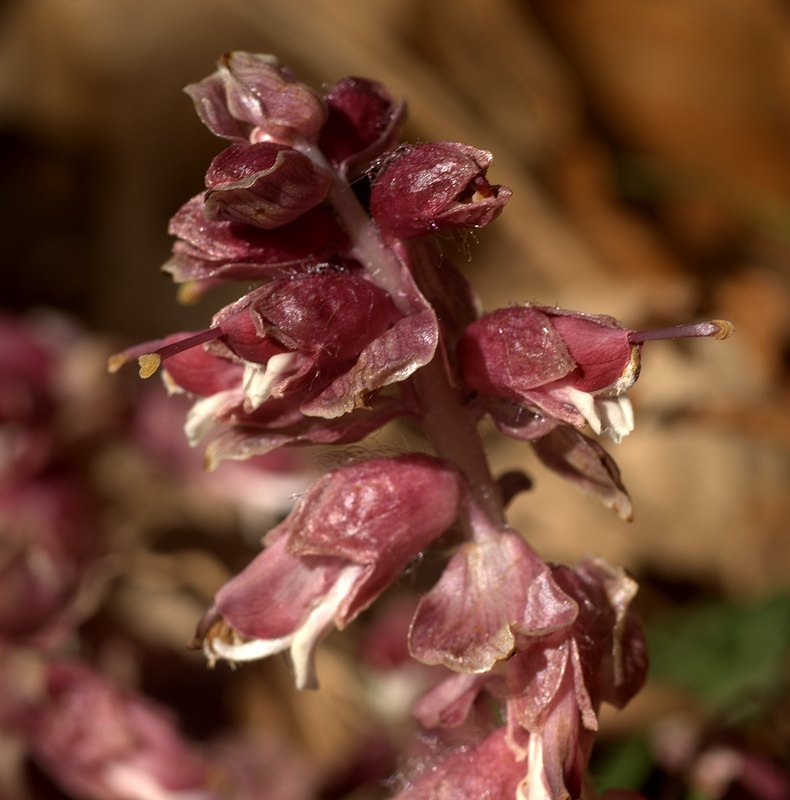 Image of Lathraea squamaria specimen.