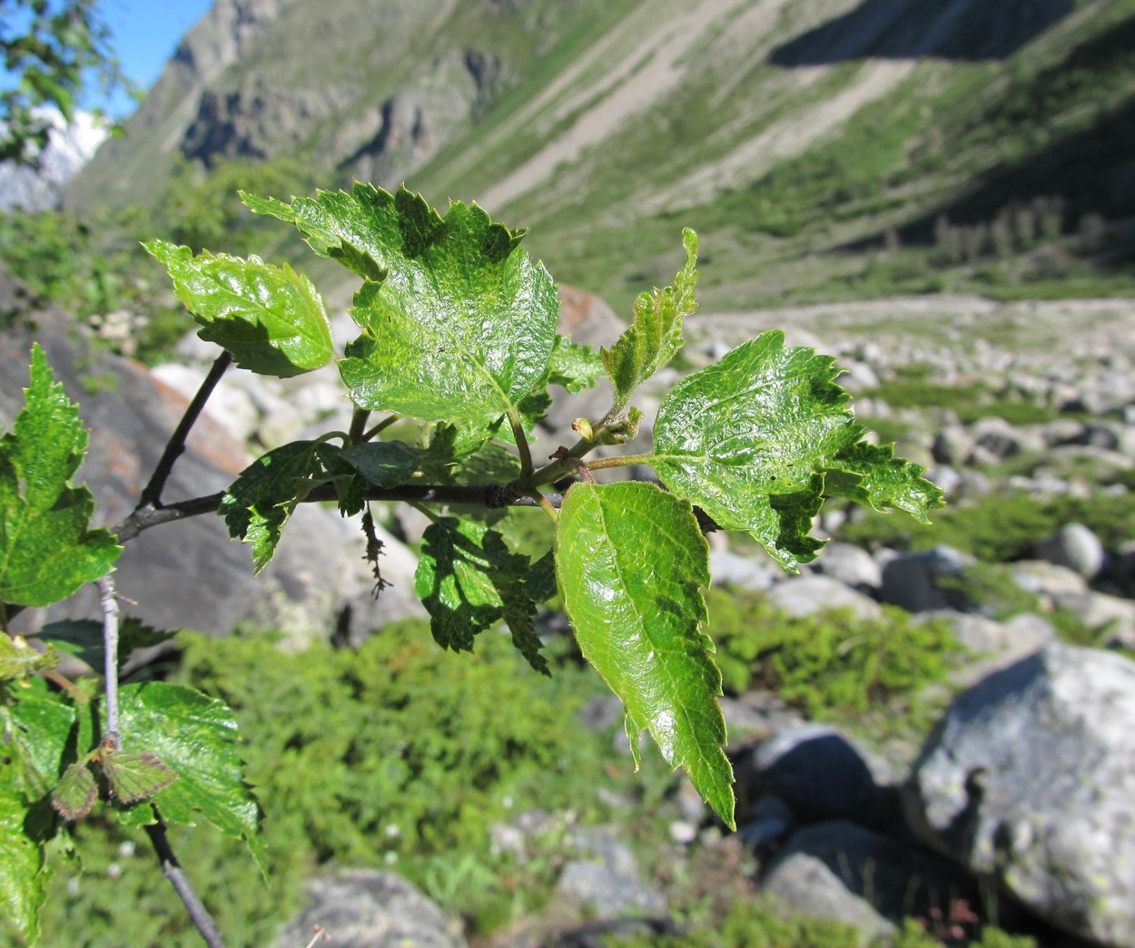 Изображение особи Betula litwinowii.