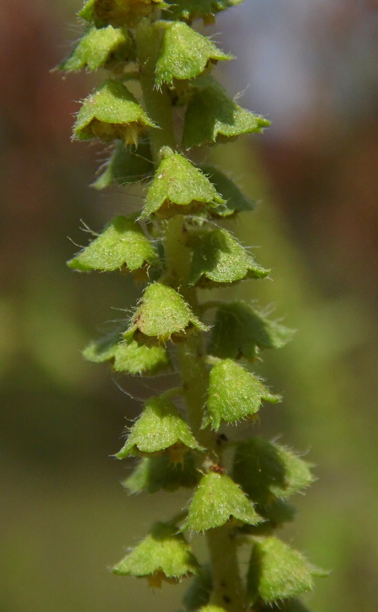 Изображение особи Ambrosia artemisiifolia.