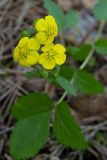 Potentilla fragarioides. Цветки. Республика Алтай, Шебалинский р-н, окр. с. Камлак, правый борт долины р. Сема, сосновый лес. 15.05.2016.