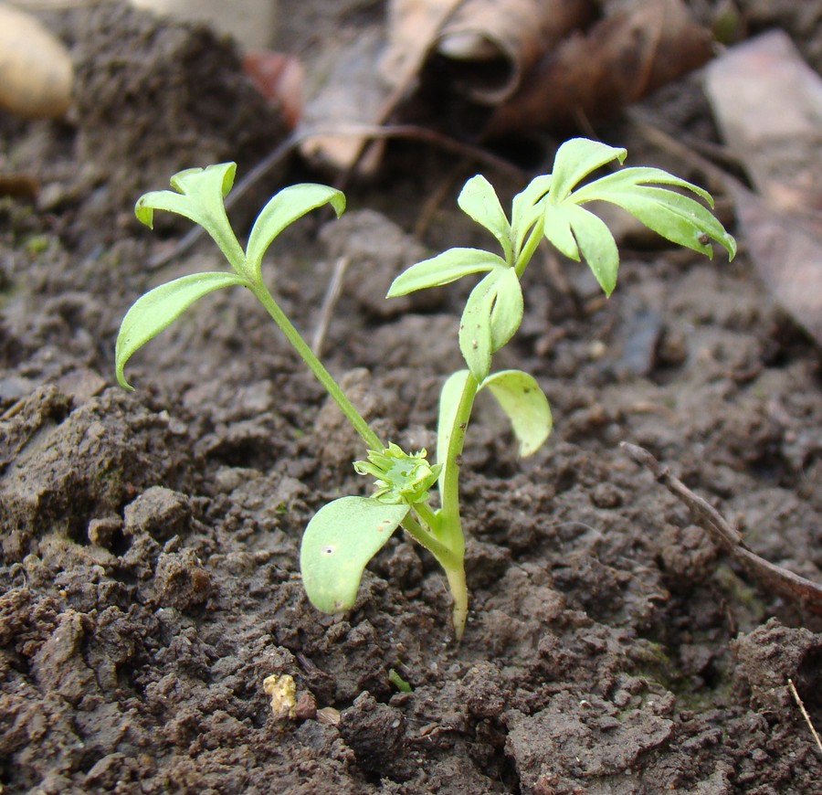 Image of Nigella damascena specimen.