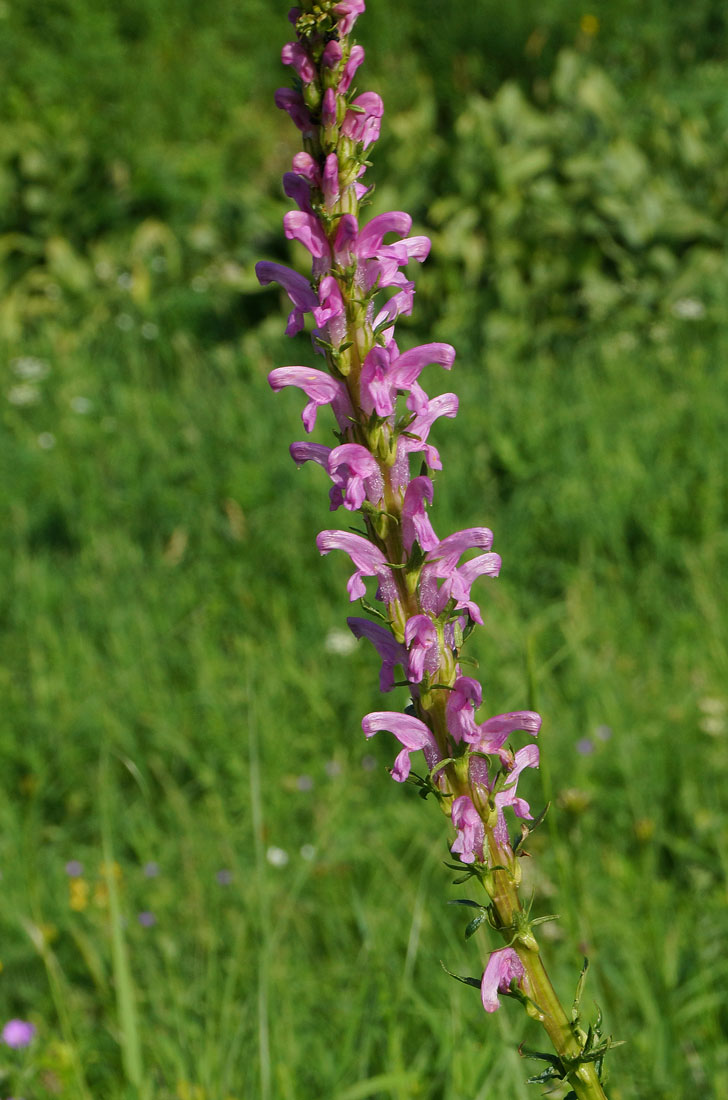 Изображение особи Pedicularis elata.