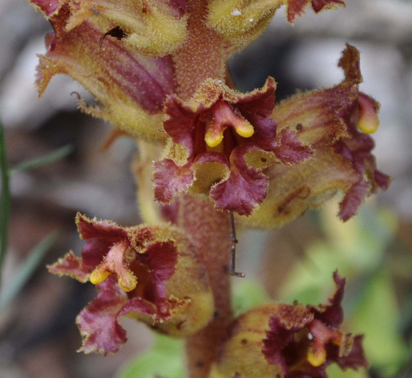 Изображение особи Orobanche gracilis.