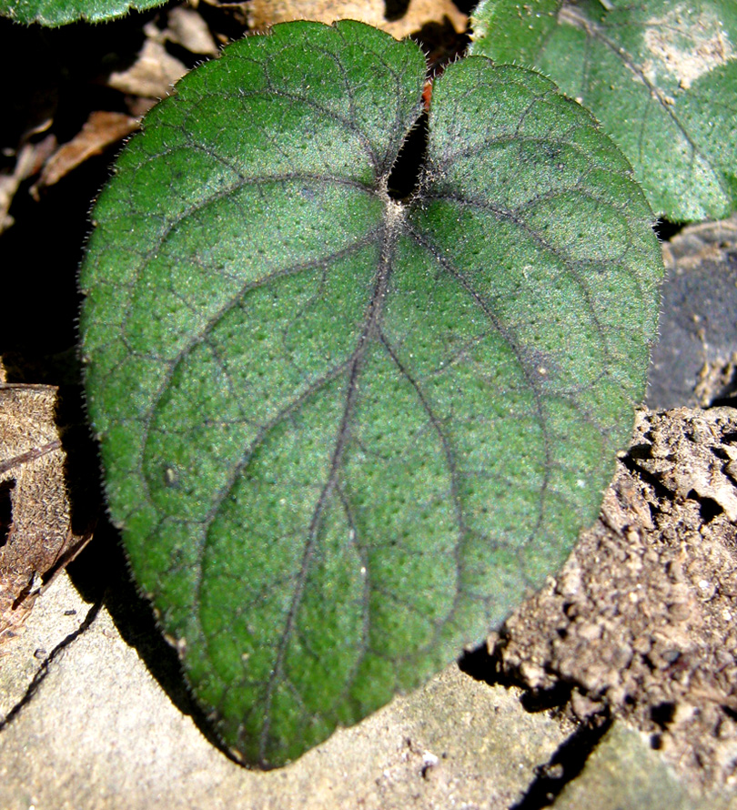 Image of Viola dehnhardtii specimen.