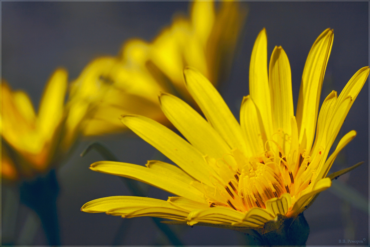 Изображение особи род Tragopogon.