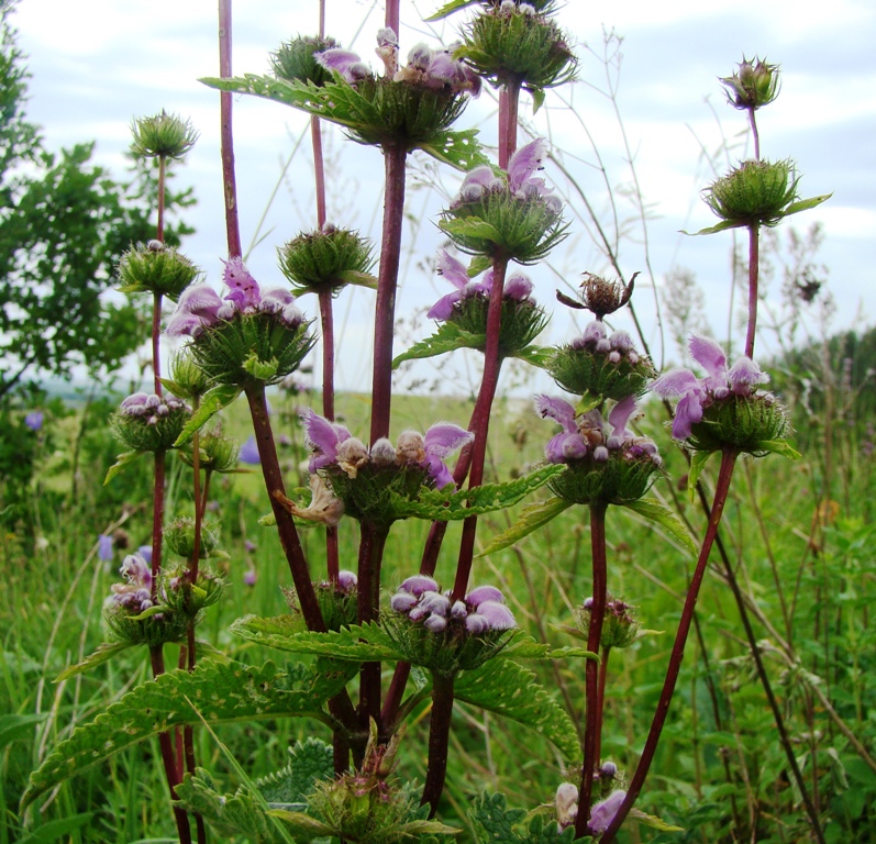 Image of Phlomoides tuberosa specimen.