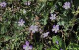 Geranium pyrenaicum. Верхушка растения с цветками и незрелыми плодами. Крым, Чатырдаг, остепнённый луг у опушки букового леса на нижнем плато яйлы. 23.07.2009.