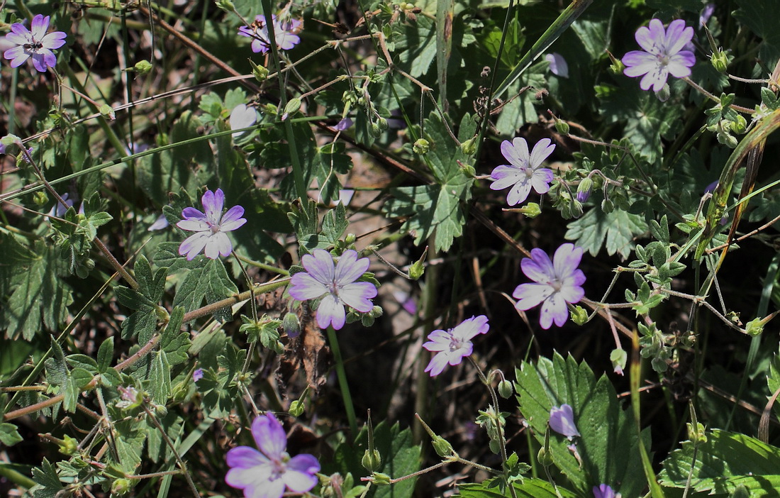 Image of Geranium pyrenaicum specimen.