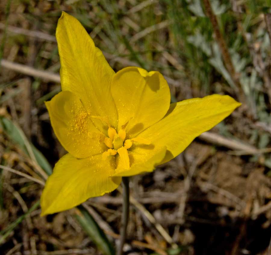 Изображение особи Tulipa tetraphylla.