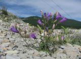 Campanula komarovii