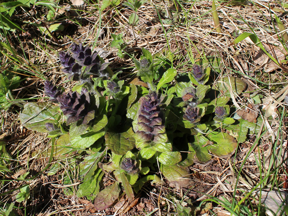 Image of Ajuga pyramidalis specimen.