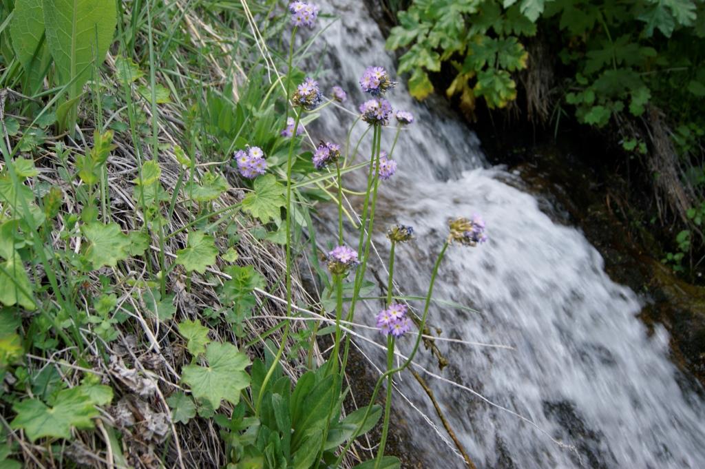 Image of Primula auriculata specimen.