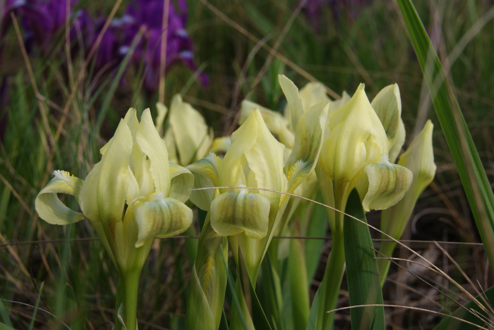 Image of Iris pumila specimen.