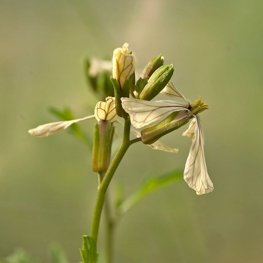 Изображение особи Eruca sativa.