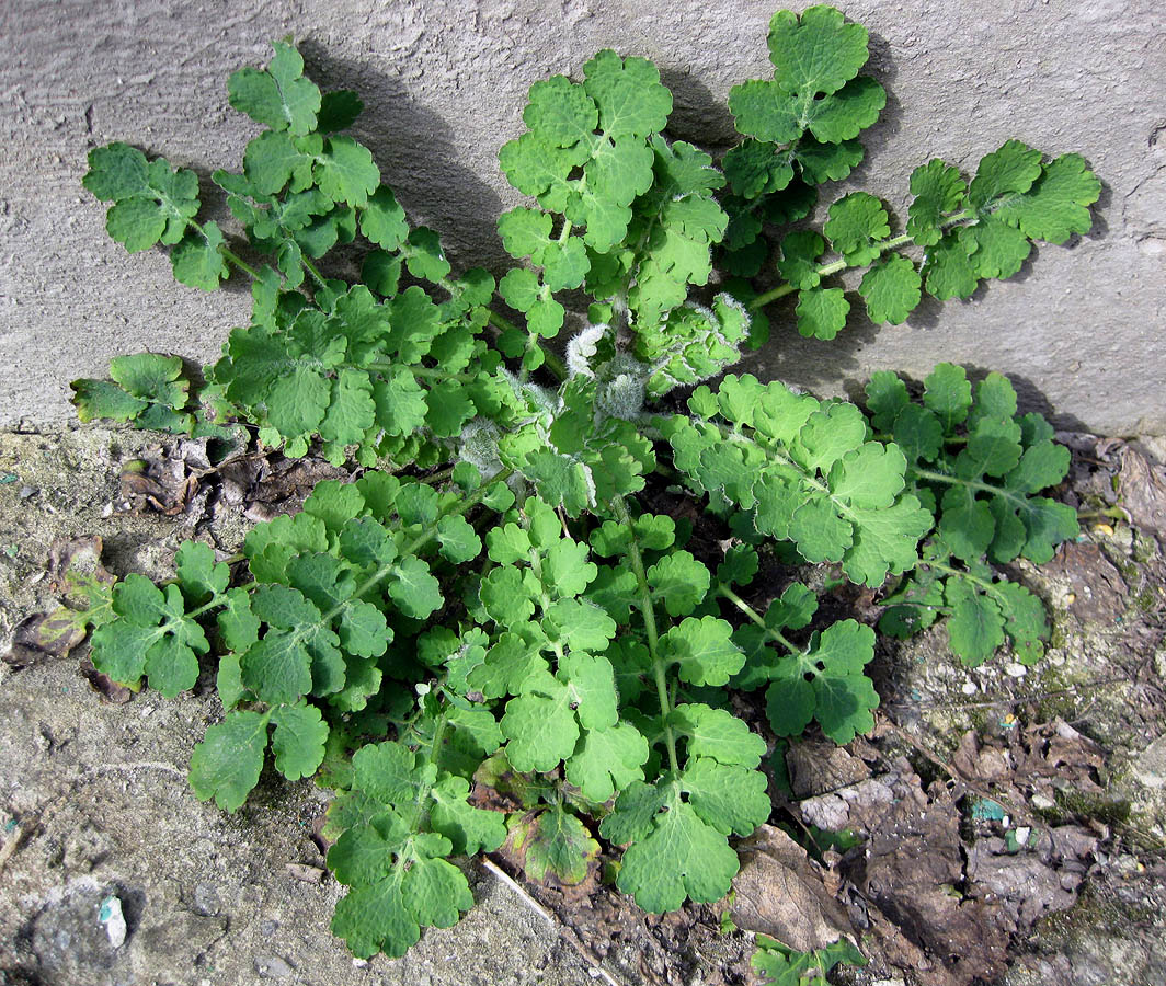 Image of Chelidonium majus specimen.