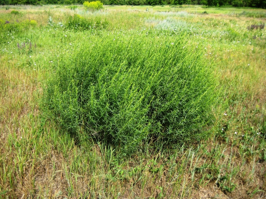 Image of Artemisia dracunculus specimen.