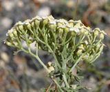 Achillea crithmifolia